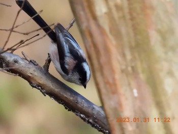 Long-tailed Tit 月見の森(岐阜県) Tue, 1/31/2023