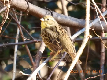 Masked Bunting 月見の森(岐阜県) Tue, 1/31/2023