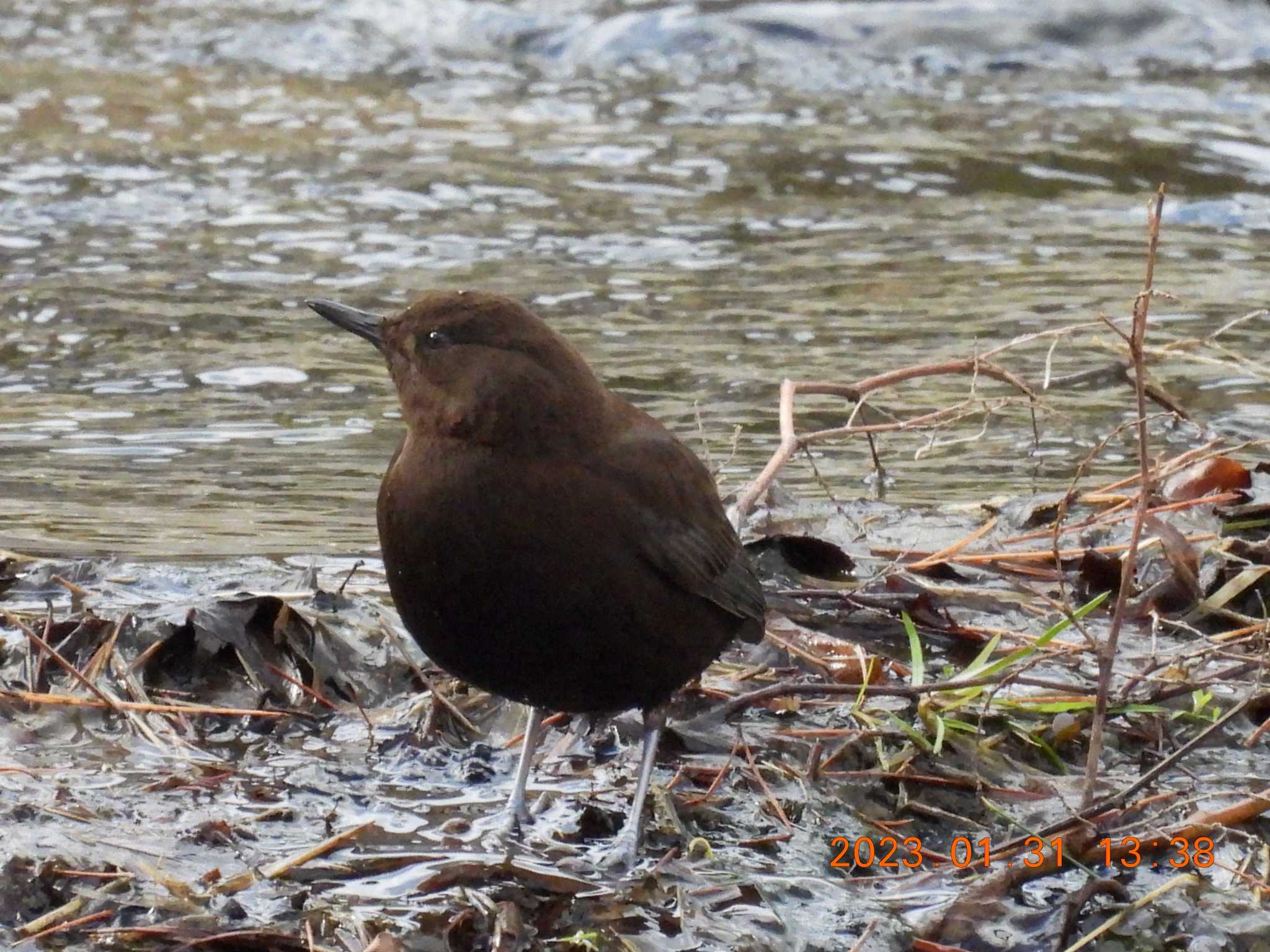 Photo of Brown Dipper at 養老公園 by 得正