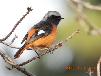 Daurian Redstart 養老公園 Tue, 1/31/2023