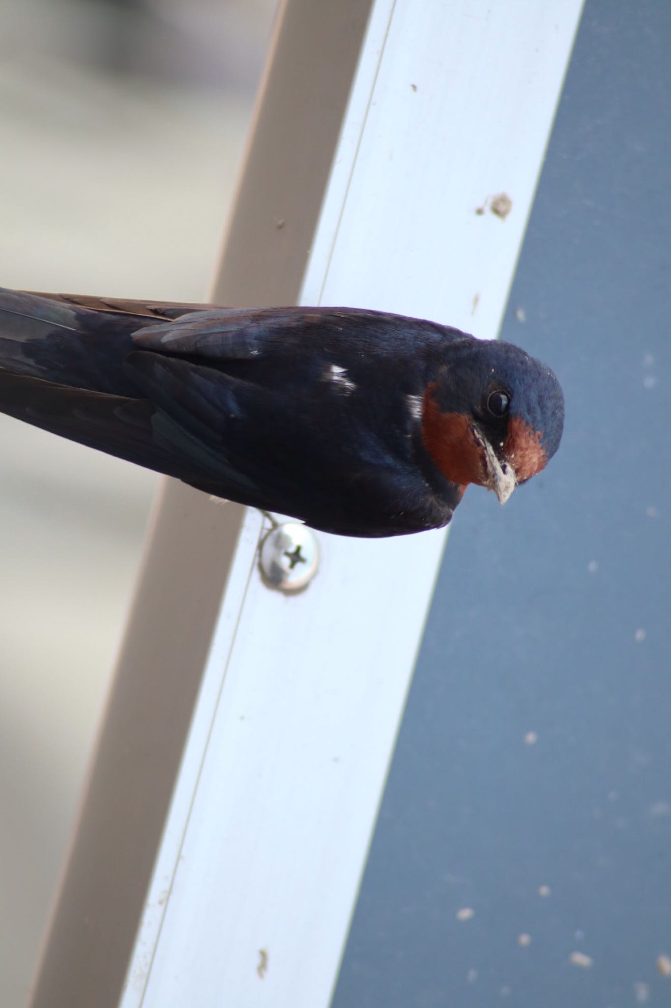 Photo of Barn Swallow at 下妻市 by nejimakibird