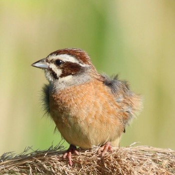 Meadow Bunting Teganuma Sat, 6/3/2017