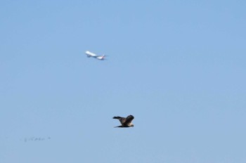 2023年1月29日(日) 北印旛沼の野鳥観察記録