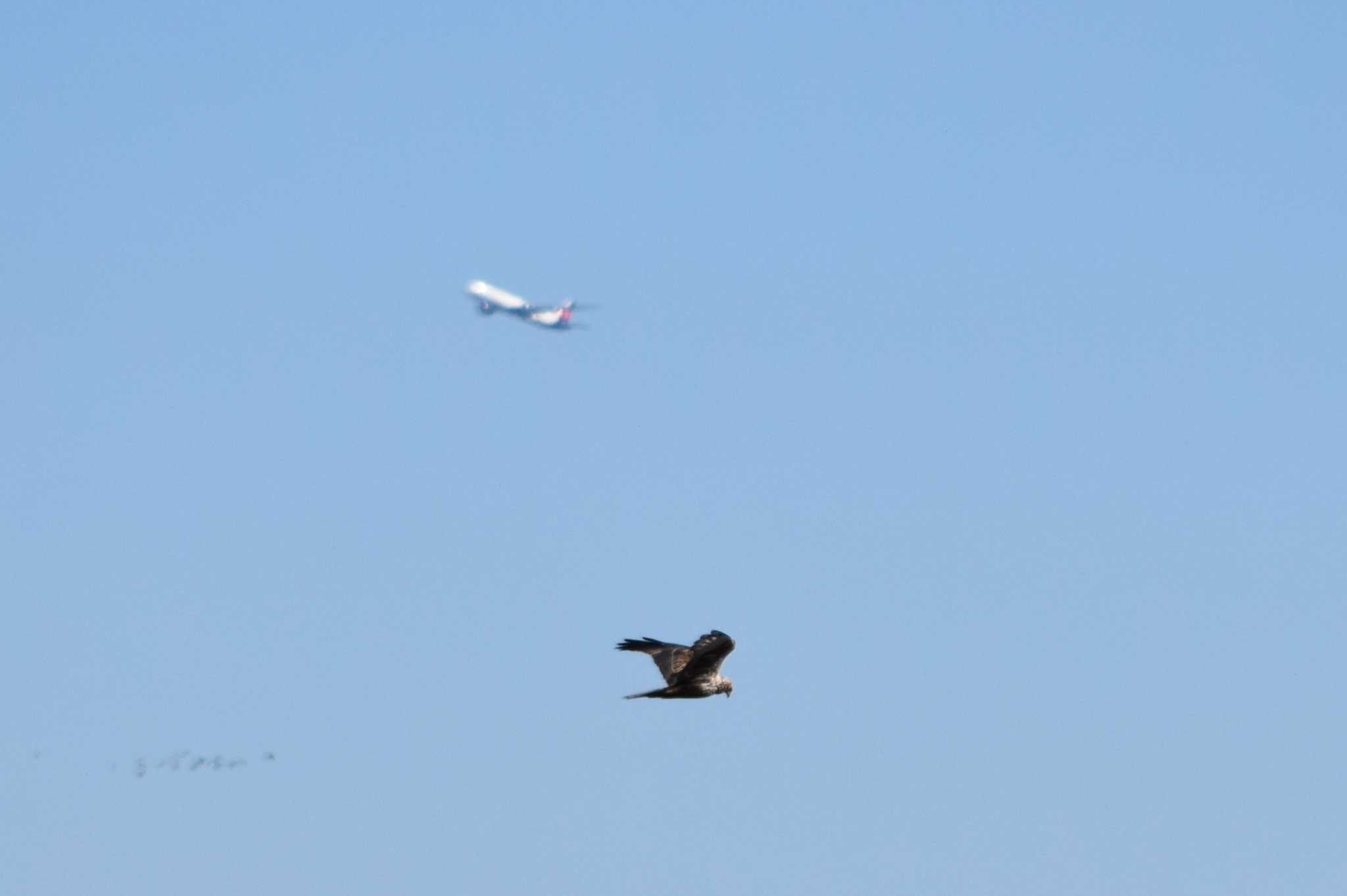 チュウヒと飛行機と鳥の群れ by NM🐥📷