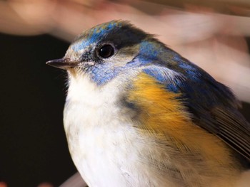 Red-flanked Bluetail つくば市 Sun, 1/29/2023