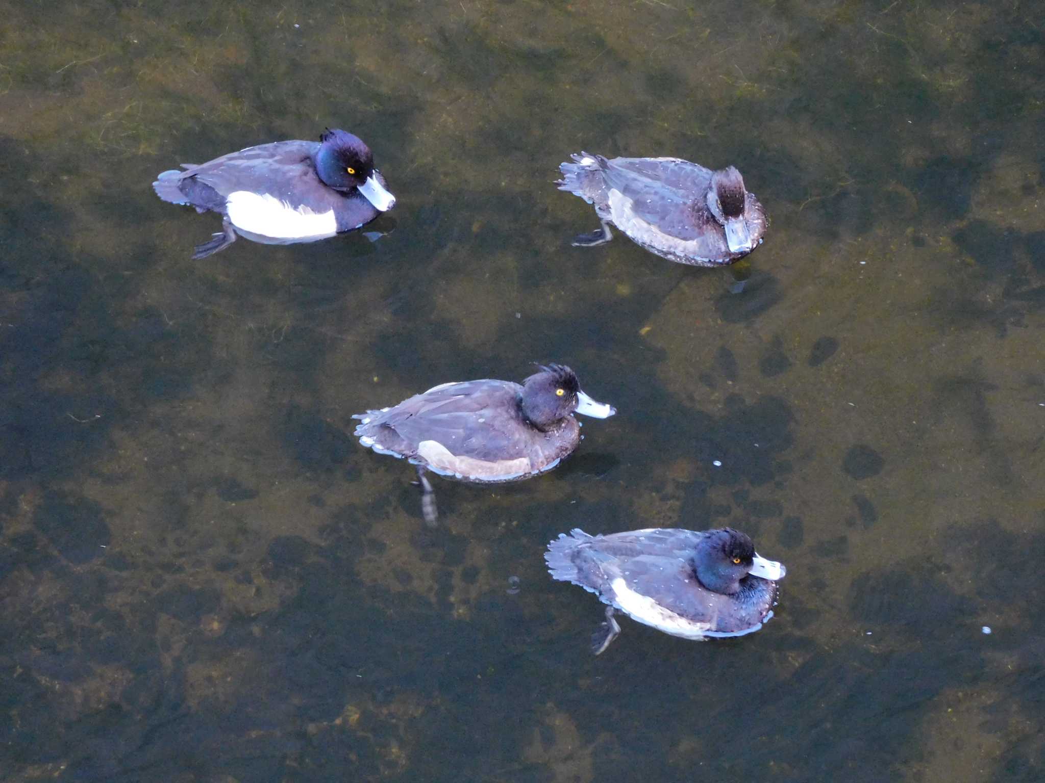 平和の森公園、妙正寺川 キンクロハジロの写真 by morinokotori