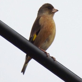 Grey-capped Greenfinch Teganuma Sun, 2/26/2017