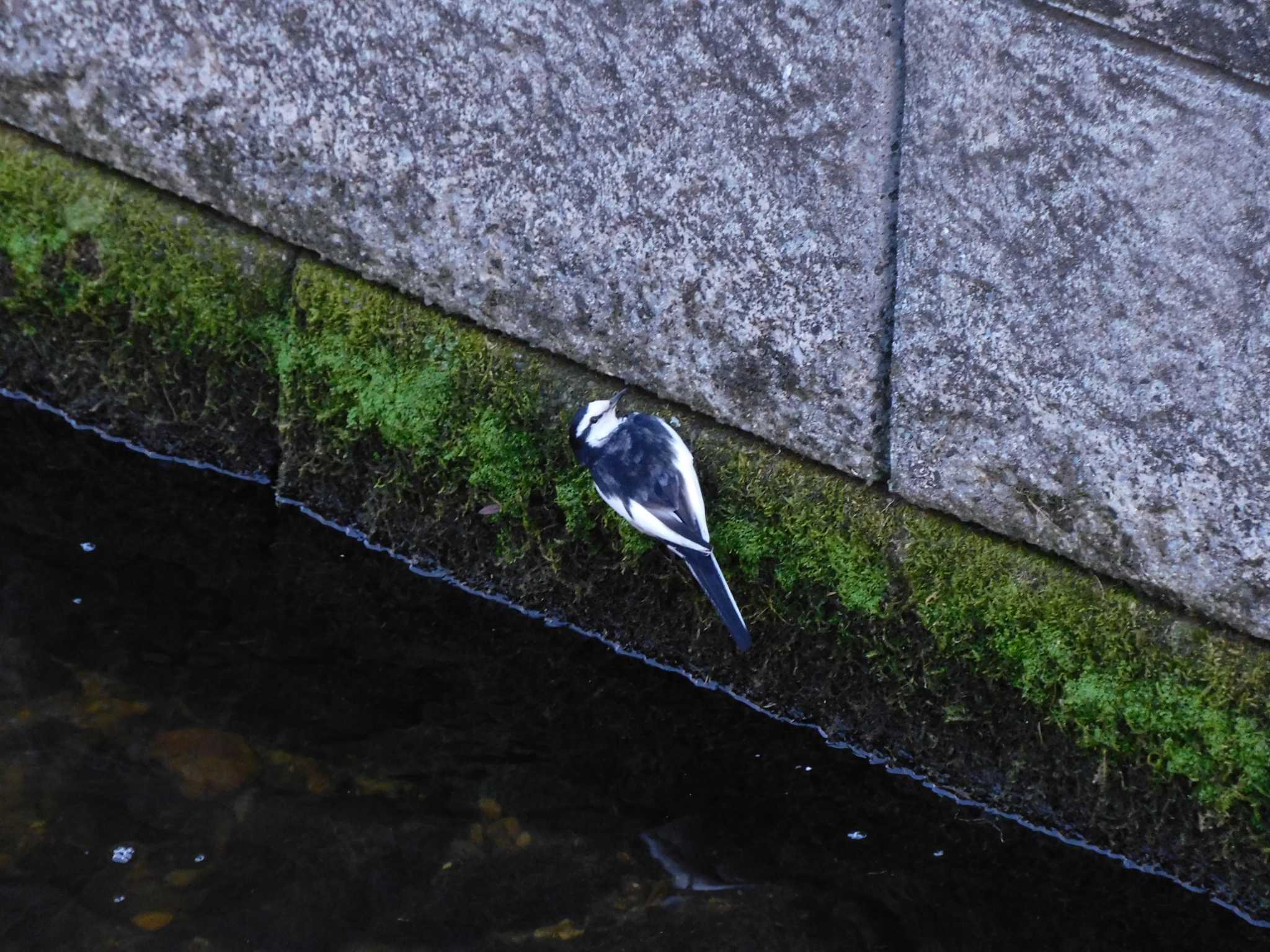 平和の森公園、妙正寺川 ハクセキレイの写真 by morinokotori