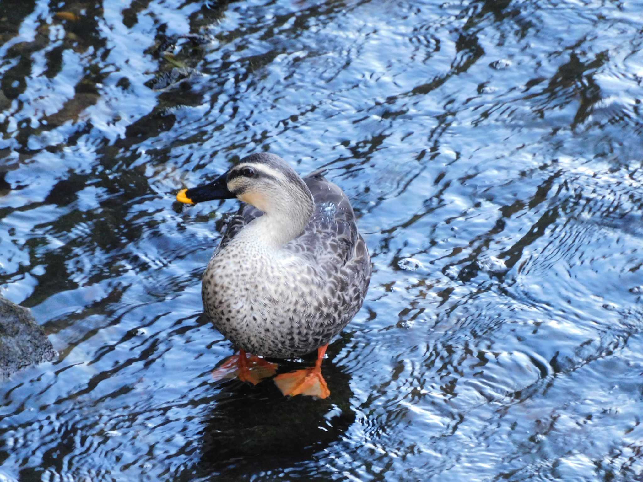 平和の森公園、妙正寺川 カルガモの写真 by morinokotori