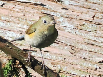 2023年1月31日(火) 日の出野鳥の森の野鳥観察記録