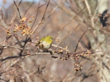 メジロ 舞岡公園 2023年1月28日(土)