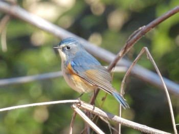 2023年1月29日(日) 秋ヶ瀬公園の野鳥観察記録