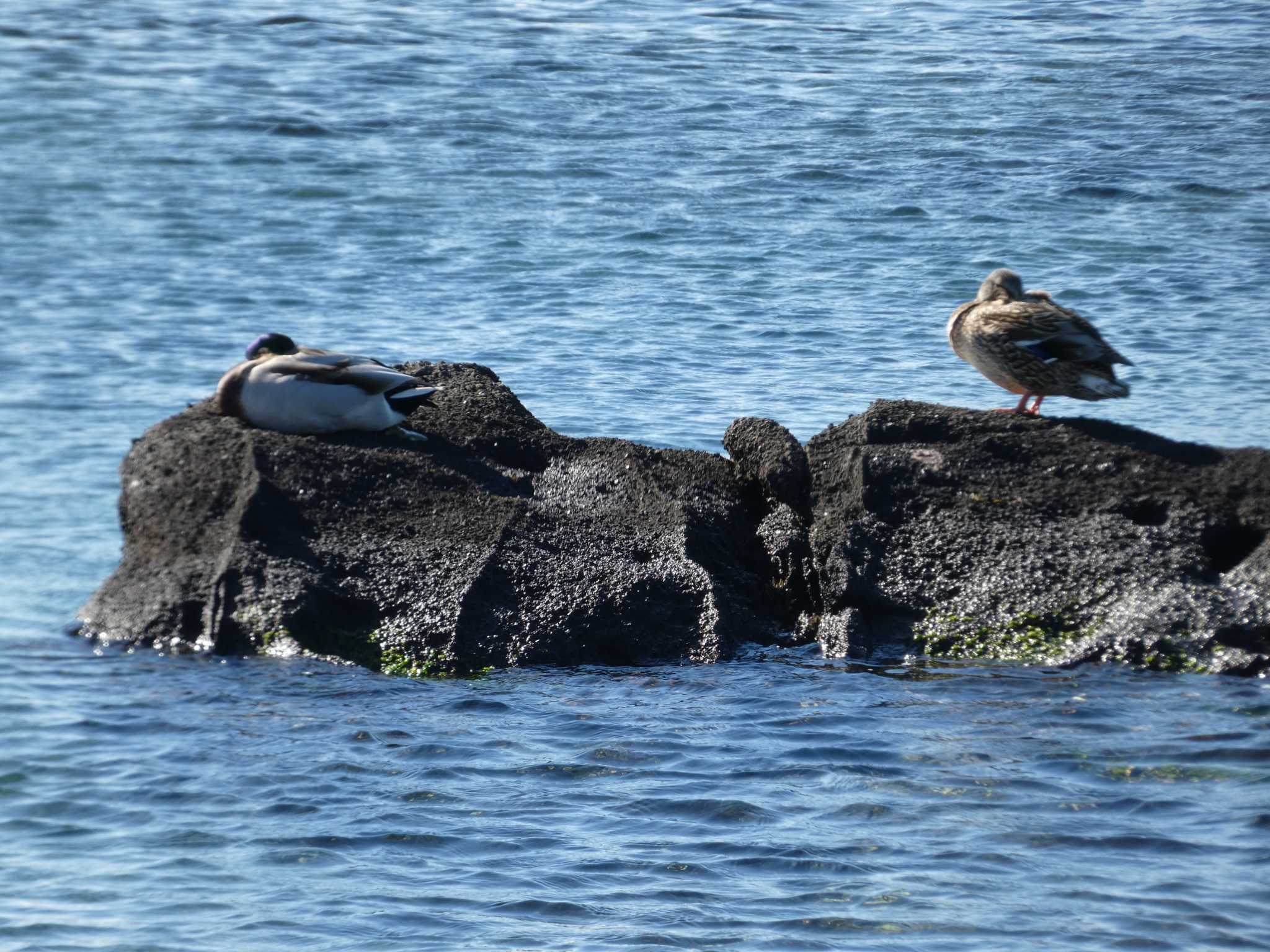 Mallard