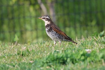 Dusky Thrush 東京都大田区 Tue, 4/10/2018