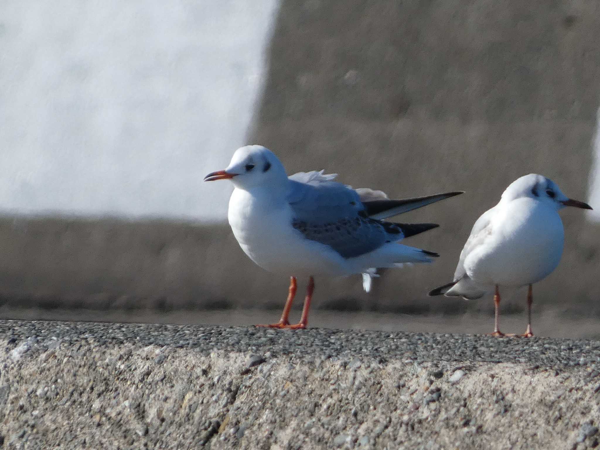 Black-headed Gull