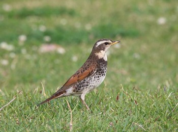 Dusky Thrush 東京都大田区 Tue, 4/10/2018