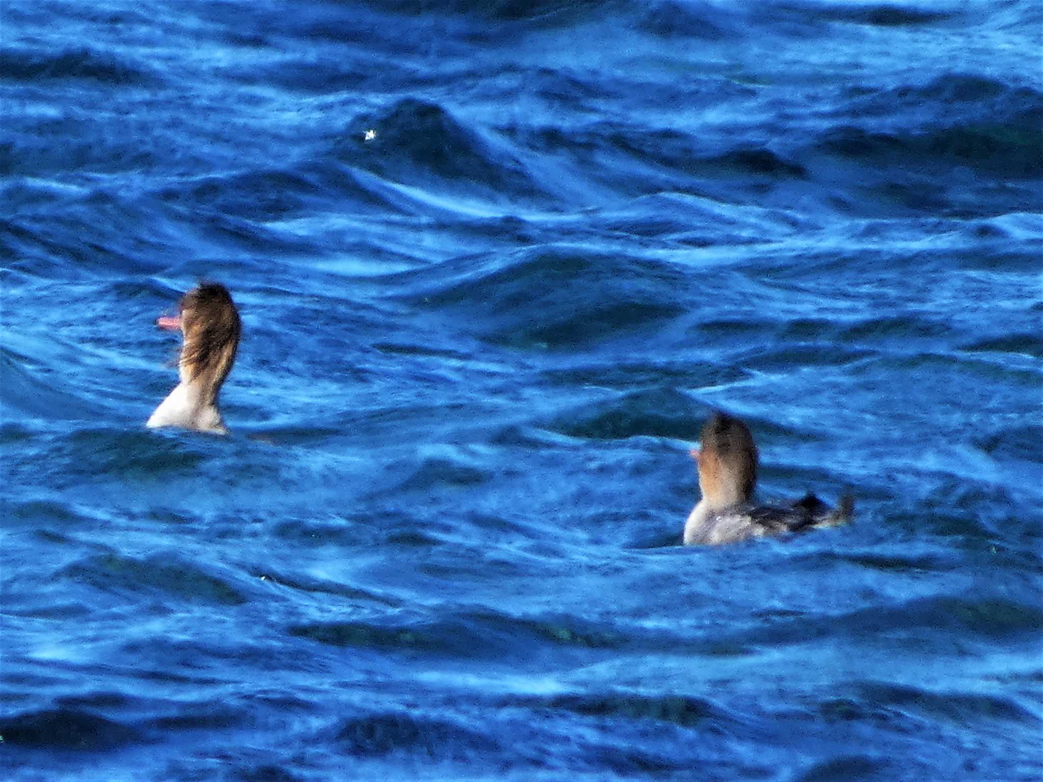 Photo of Red-breasted Merganser at 長井漁港 by koshi