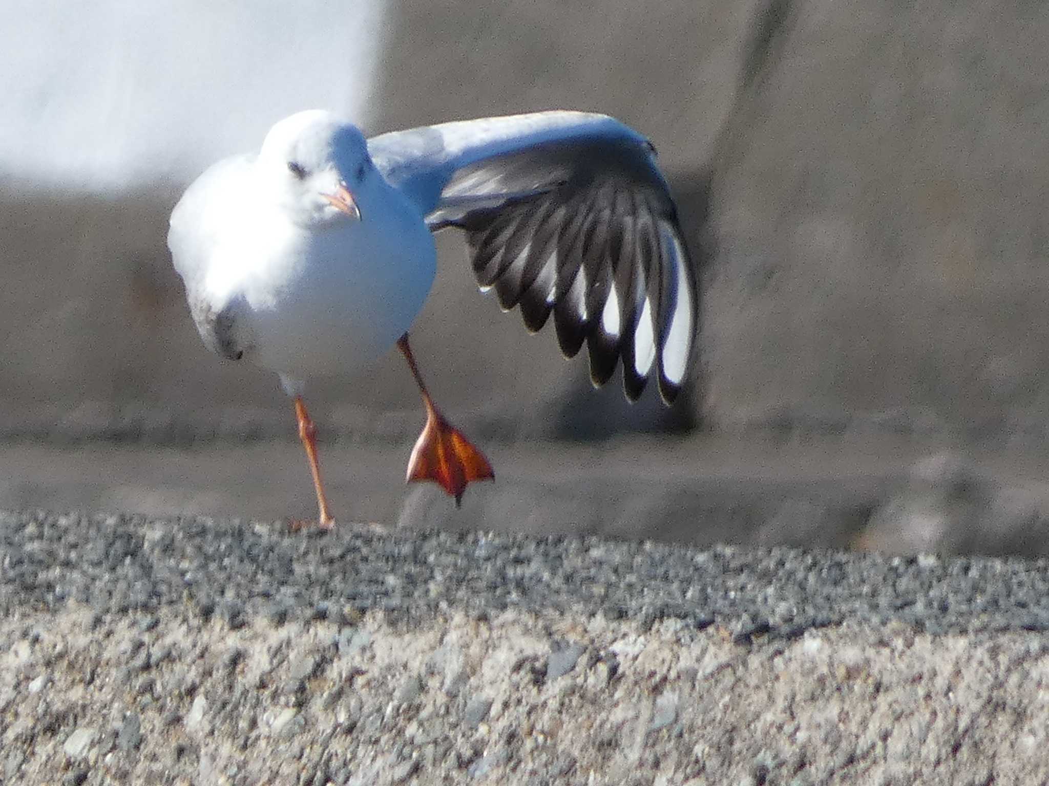 Black-headed Gull