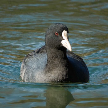 Eurasian Coot Machida Yakushiike Park Unknown Date