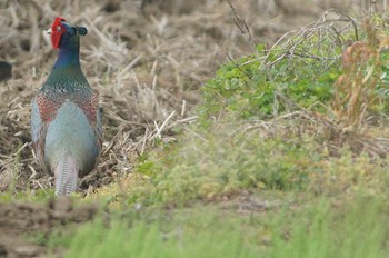 キジ 場所が不明 2018年4月7日(土)