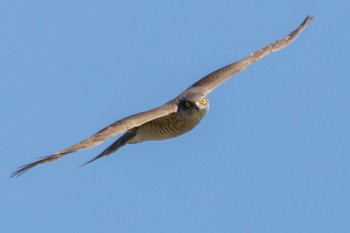 Eurasian Sparrowhawk 福岡県北九州市小倉南区 Tue, 1/31/2023