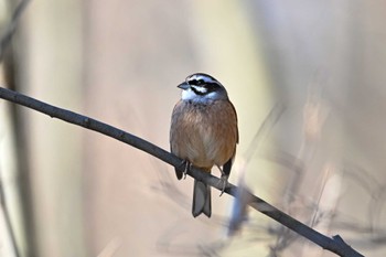 ホオジロ 大麻生野鳥の森公園 2023年1月31日(火)