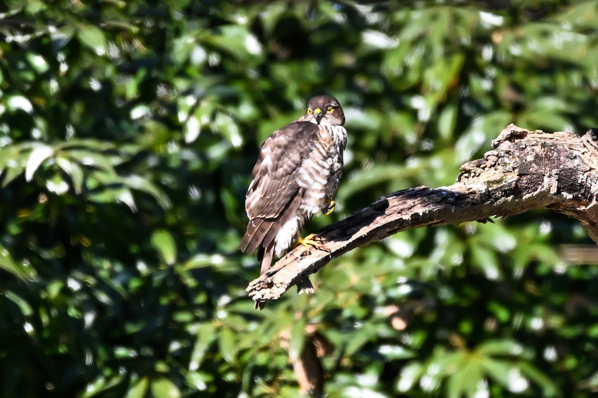 大麻生野鳥の森公園 ツミの写真 by Yokai