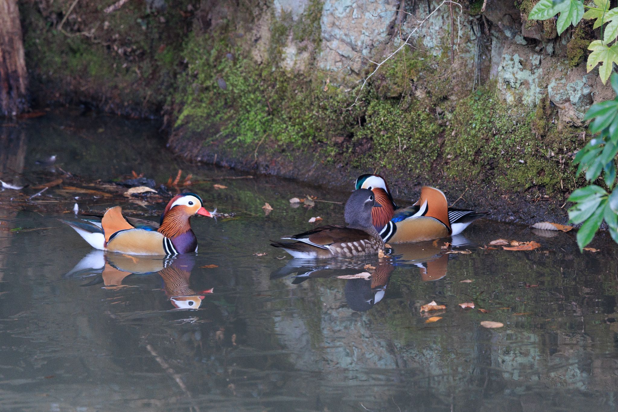 Mandarin Duck