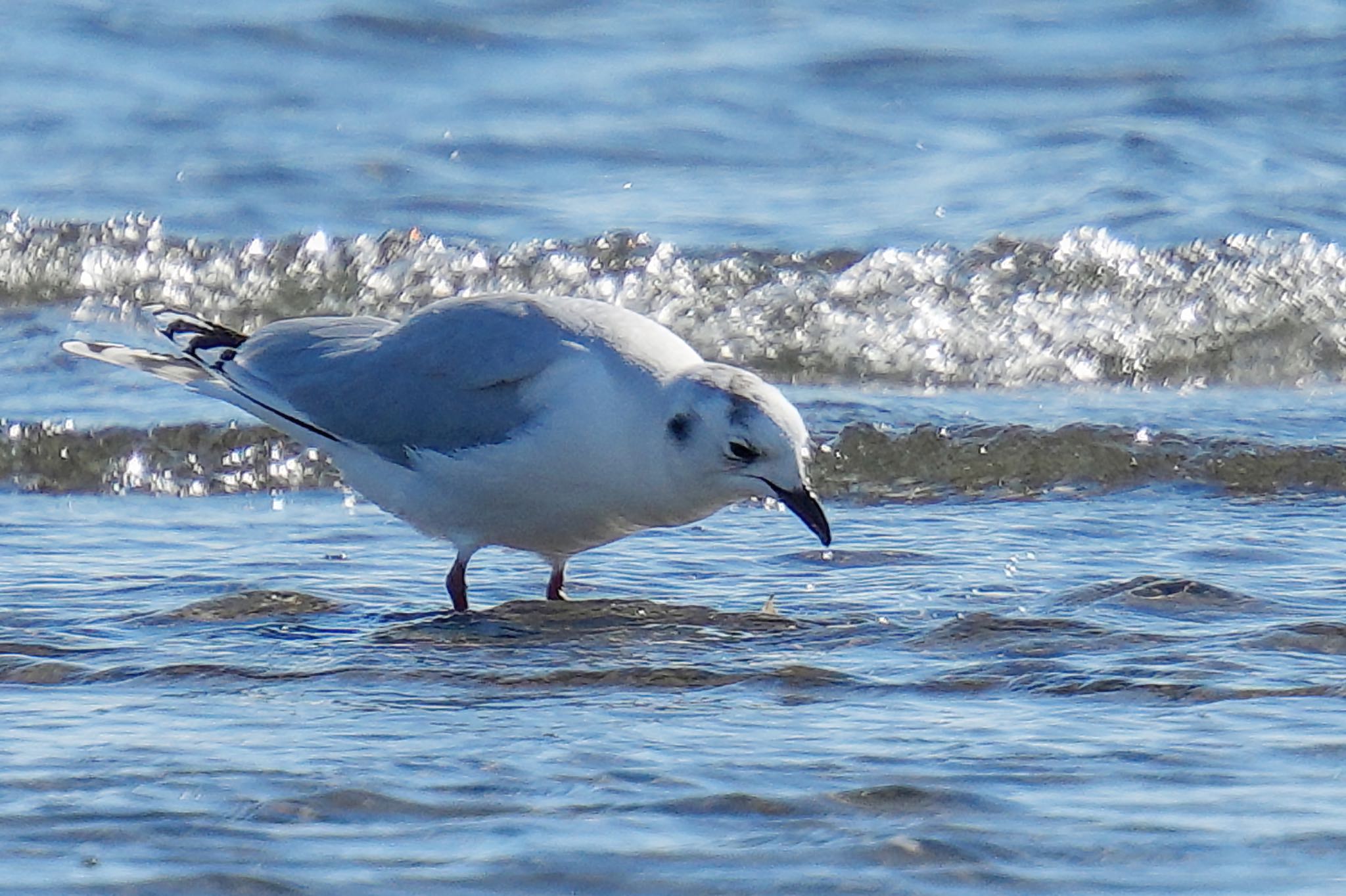 Saunders's Gull