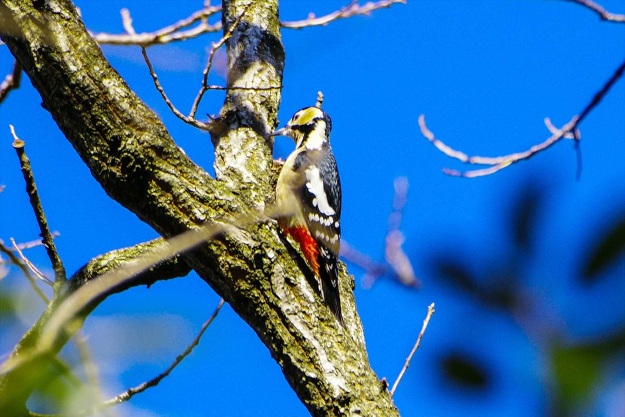 Photo of Great Spotted Woodpecker at 厚木七沢森林公園 by BW11558