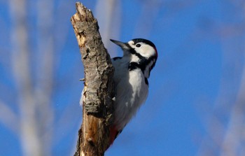 Great Spotted Woodpecker(japonicus) Lake Utonai Sun, 1/29/2023