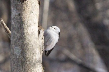 Long-tailed tit(japonicus) Lake Utonai Sun, 1/29/2023