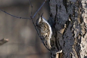 Eurasian Treecreeper(daurica) Lake Utonai Sun, 1/29/2023