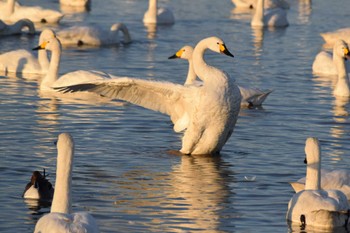 2023年1月29日(日) 本埜村白鳥の郷の野鳥観察記録