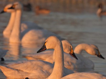 Tundra Swan(columbianus) 本埜村白鳥の郷 Sun, 1/29/2023