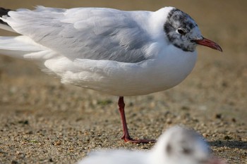 Black-headed Gull 東京都大田区 Tue, 4/10/2018