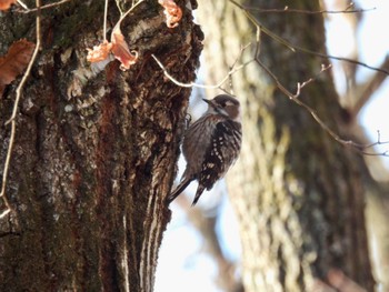 Japanese Pygmy Woodpecker 武田の杜 Sat, 12/31/2022