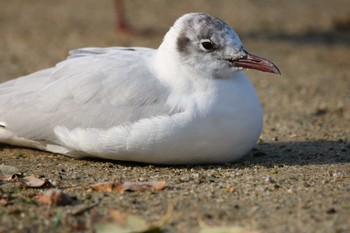 Black-headed Gull 東京都大田区 Tue, 4/10/2018