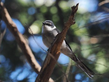 Ryukyu Minivet 和田堀公園 Sat, 1/28/2023