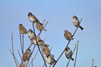 Eurasian Tree Sparrow 板倉町 Sun, 1/29/2023