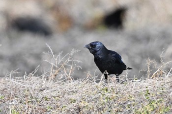 Daurian Jackdaw 板倉町 Sun, 1/29/2023