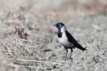 Daurian Jackdaw 板倉町 Sun, 1/29/2023