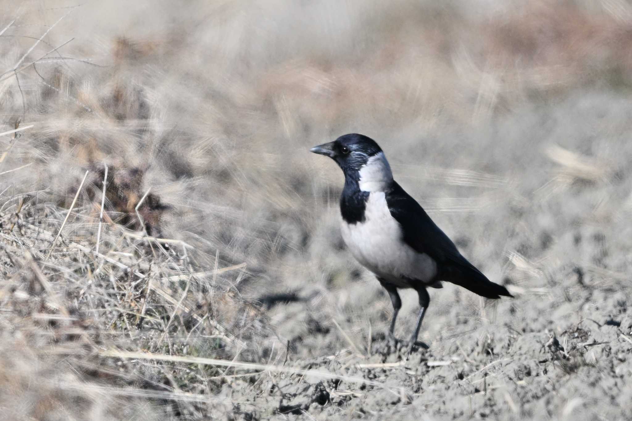 Photo of Daurian Jackdaw at 板倉町 by ダイ