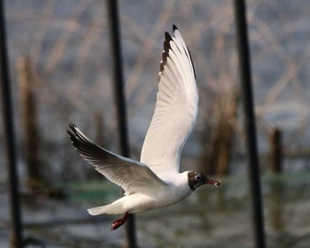 Black-headed Gull 東京都大田区 Tue, 4/10/2018