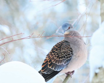 Oriental Turtle Dove 庭先 Sat, 1/28/2023