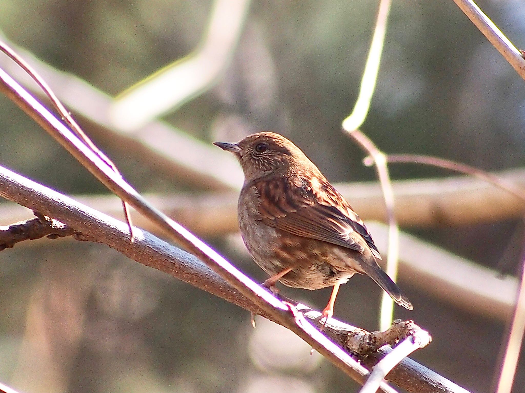 Photo of Japanese Accentor at 富士北麓公園 by すまるのたま