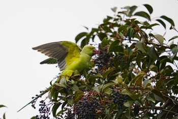 ワカケホンセイインコ 泉の森公園 2023年1月31日(火)