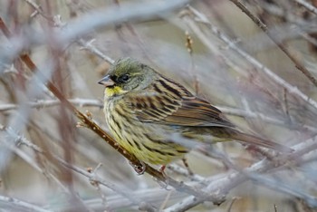 アオジ 泉の森公園 2023年1月31日(火)