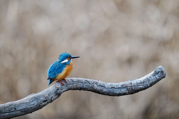 カワセミ 泉の森公園 2023年1月31日(火)