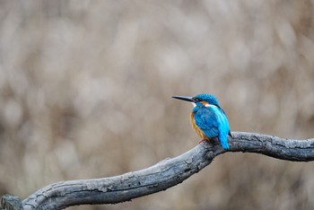 カワセミ 泉の森公園 2023年1月31日(火)